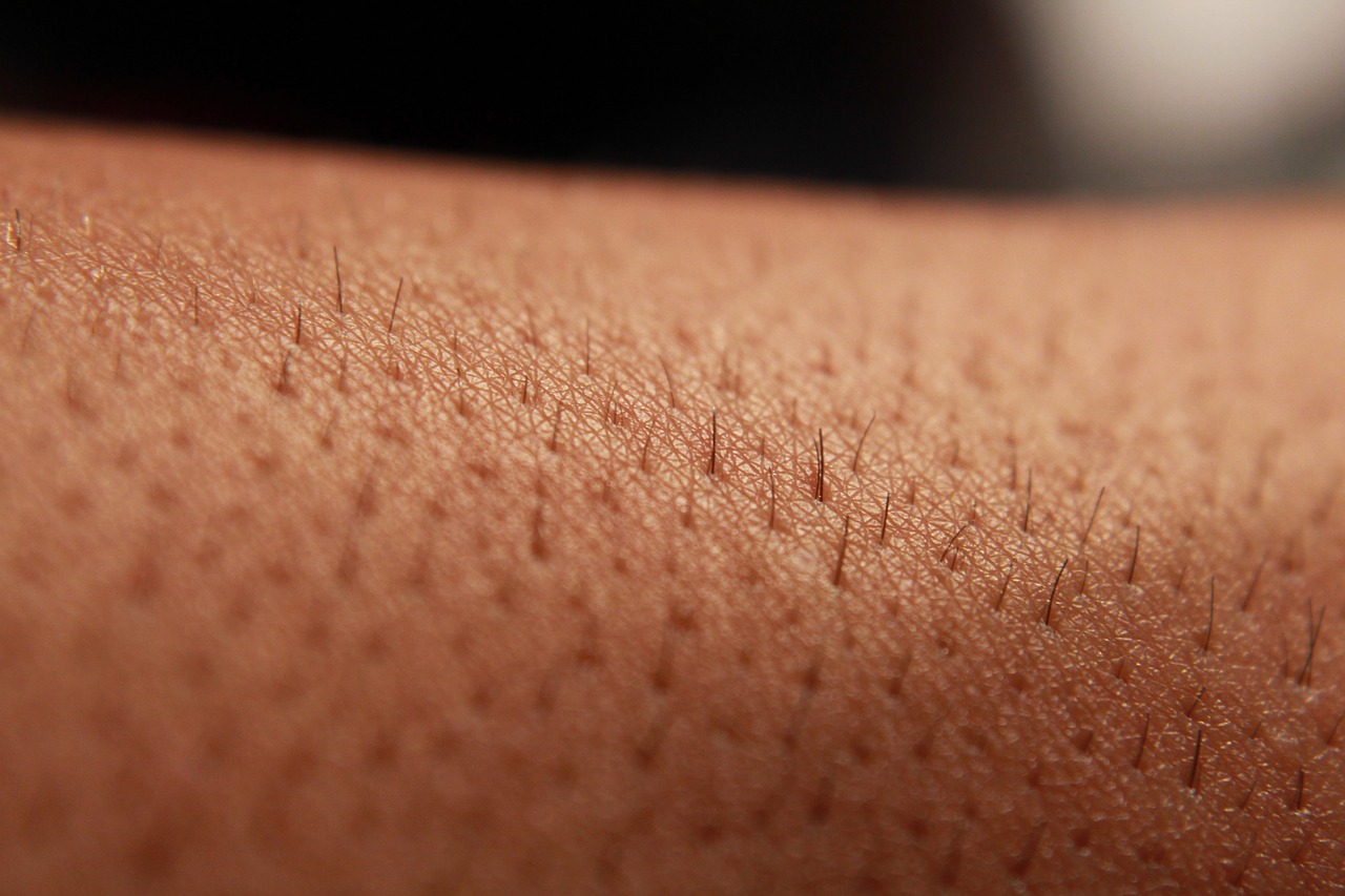 skin pores